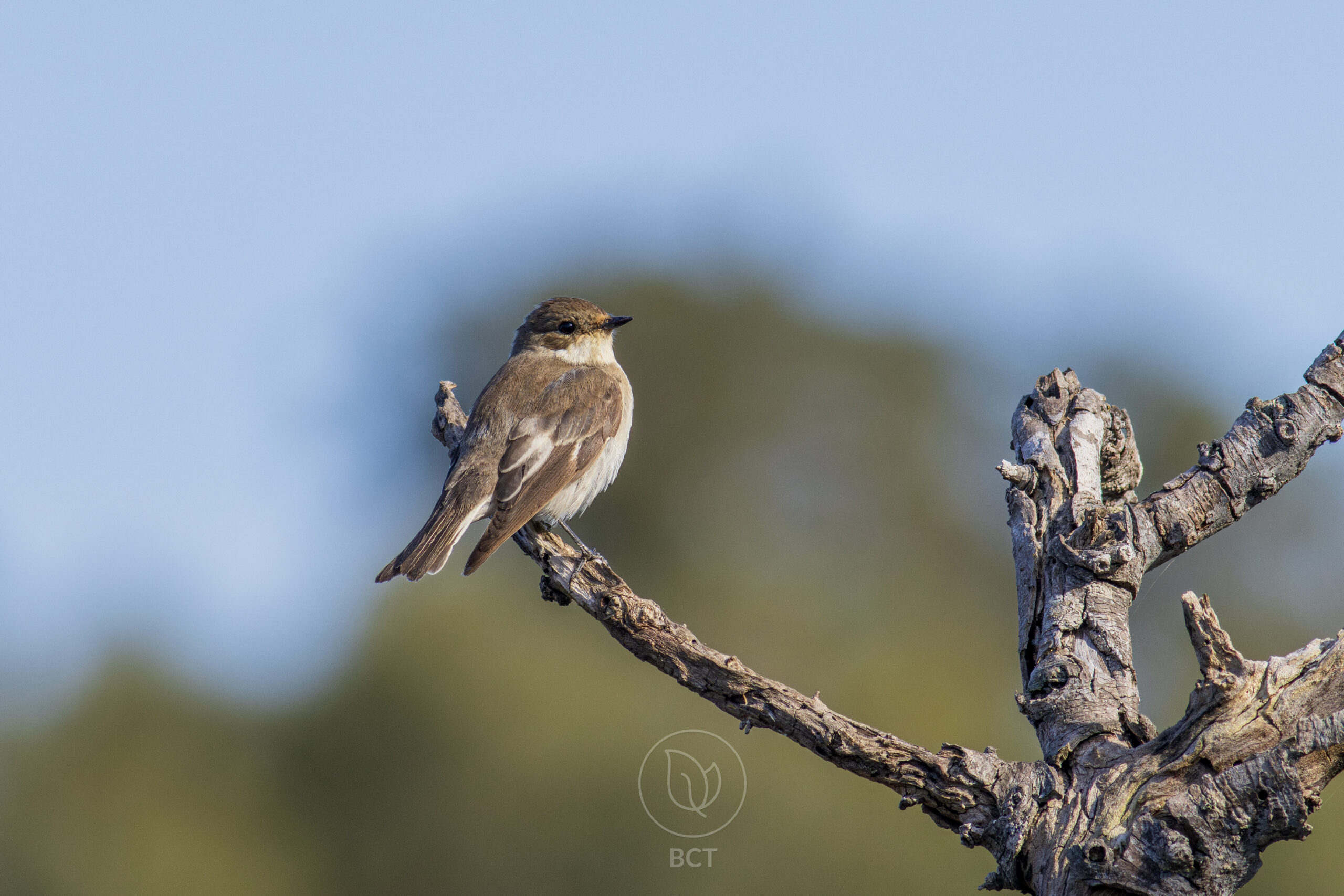 European Pied Flycatcher