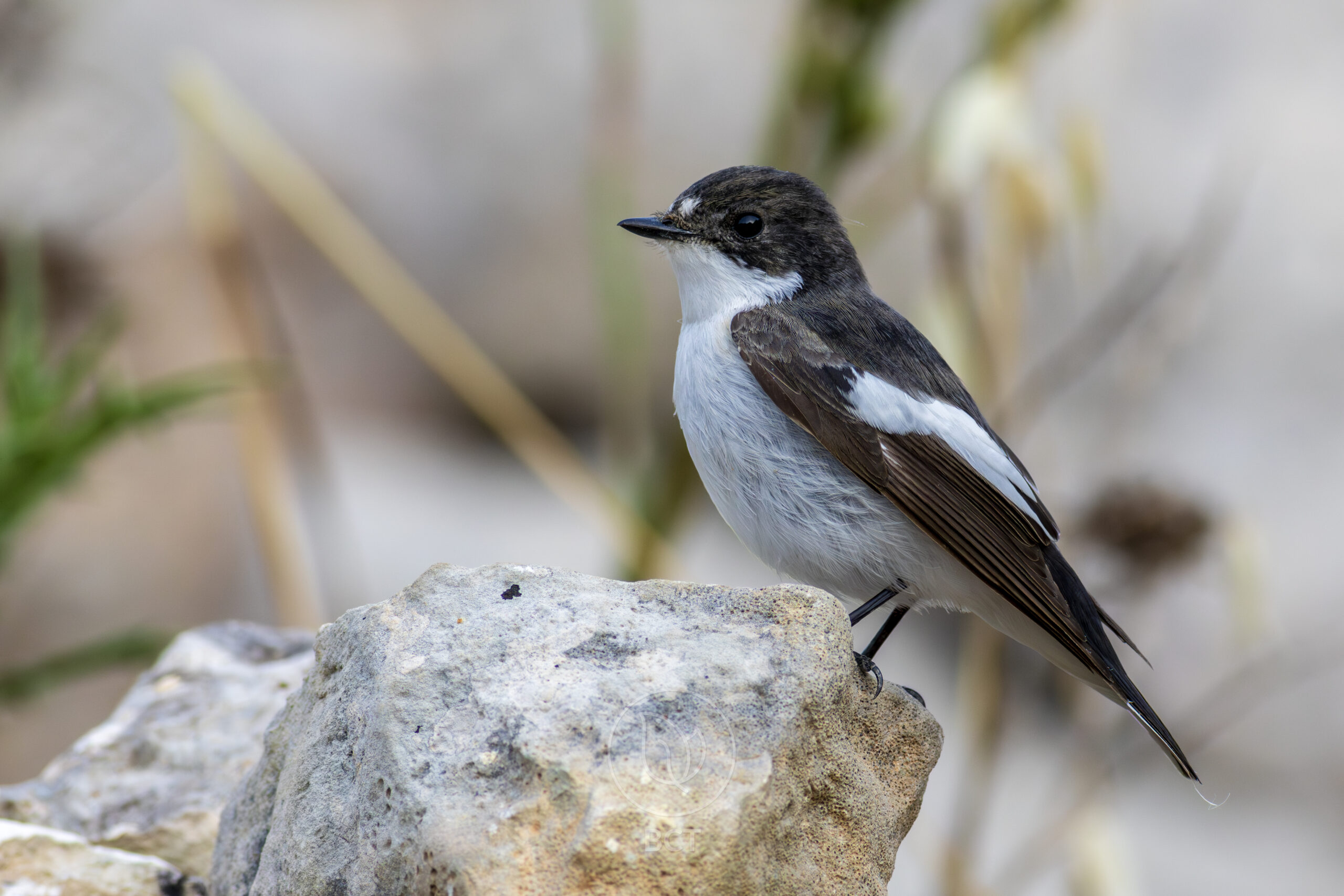 European Pied Flycatcher