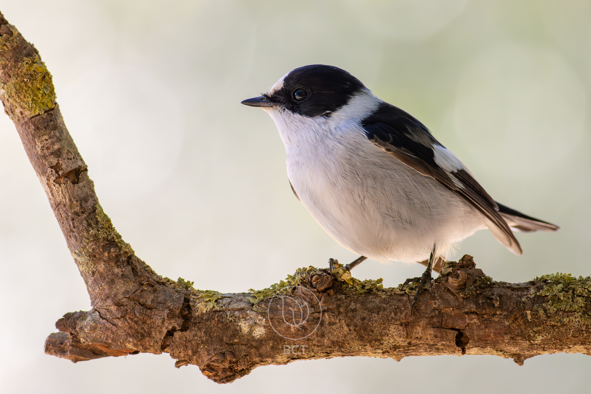 Collared Flycatcher