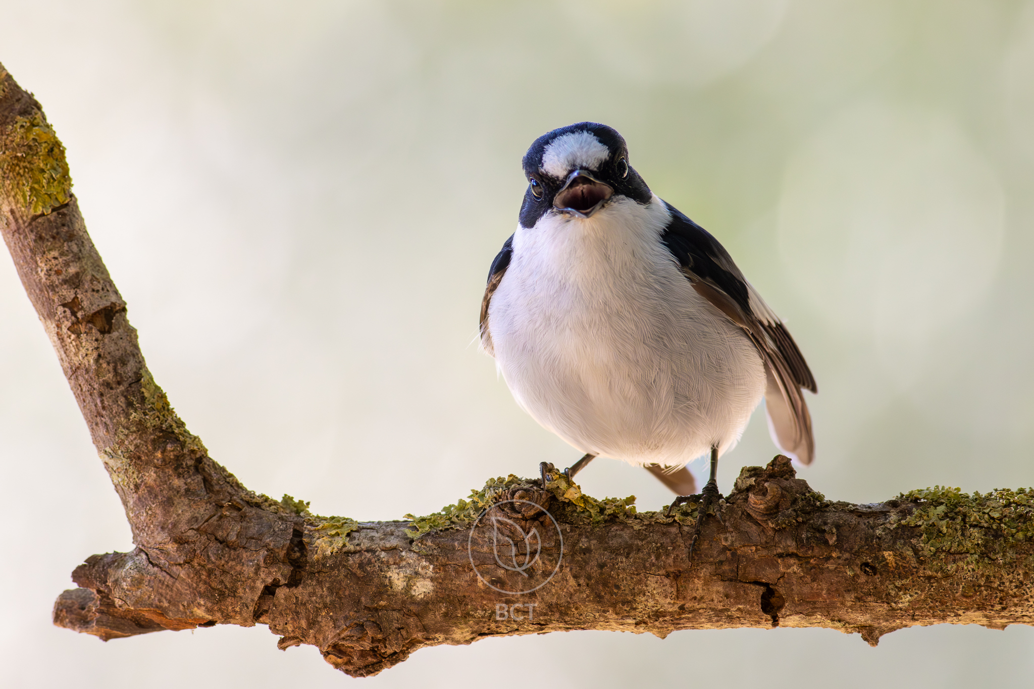 Collared Flycatcher