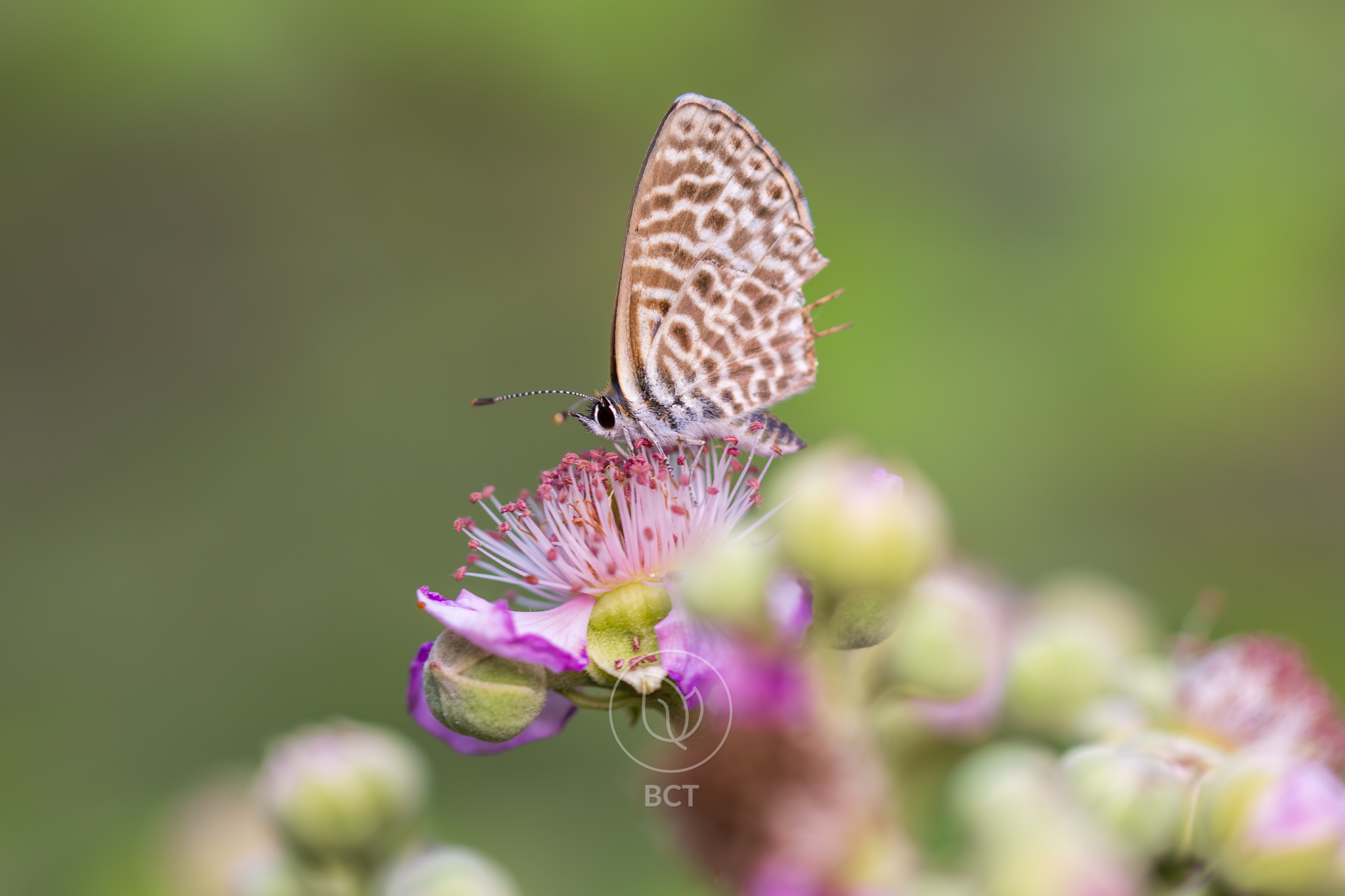 Lang's Short Tailed Blue